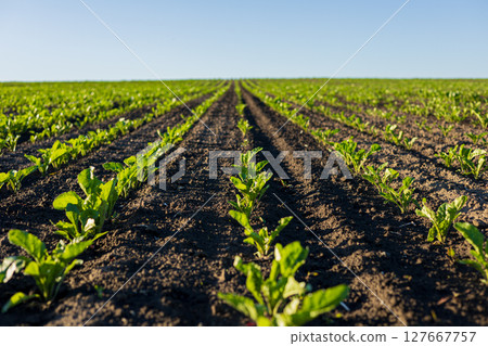Rows of flourishing sugar beet seedlings stretch across the field, reaching toward the endless blue sky on a sunny day 127667757