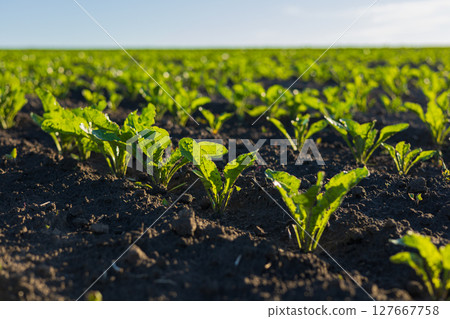 Bright green sugar beet seedlings stretch upwards in rich dark soil, basking in sunlight on a warm day in an expansive field 127667758