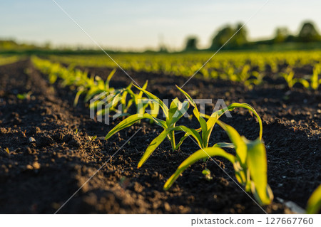 Young corn sprouts emerge from the rich, dark soil, basking in the golden glow of early morning sunlight, symbolizing new beginnings 127667760