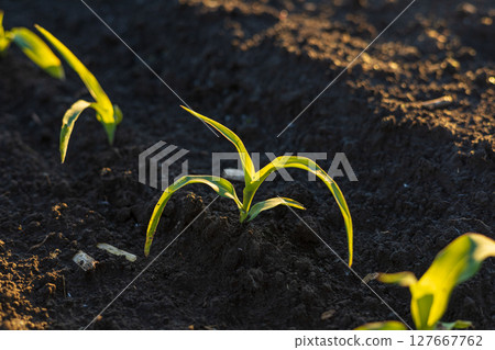 Young corn plants emerge from dark, fertile soil, reaching eagerly toward the clear sky during a sunny day, symbolizing growth and potential Young corn plants emerge from dark, fertile soil, reaching eagerly toward the clear sky during a sunny day, symbolizing growth and potential 127667762