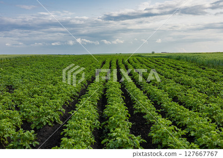 Rows of vibrant potato plants flourish in rich soil, basking in the warm sunlight under a cloudy sky, showcasing nature's bounty 127667767