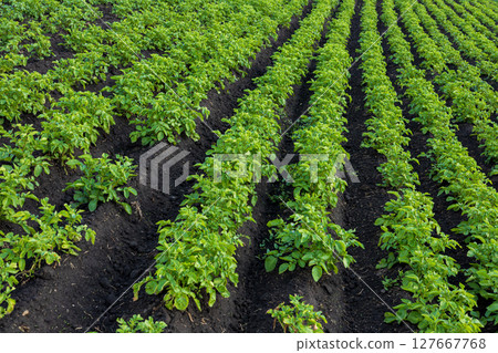 Lush green potato plants grow in neat, organized rows under a clear blue sky, showcasing the beauty of agriculture in full bloom during summer 127667768