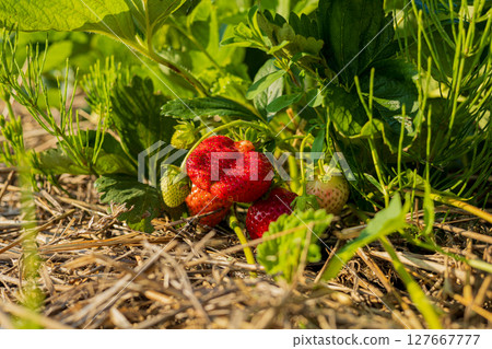 Juicy, ripe strawberries burst with color, hidden among lush green leaves. Their freshness promises a delightful taste of summer 127667777
