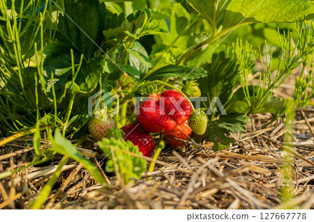 Delicious strawberries bask under warm sunlight, showcasing their vibrant red hue amidst green foliage in a picturesque garden setting Delicious strawberries bask under warm sunlight, showcasing their vibrant red hue amidst green foliage in a picturesque garden setting 127667778