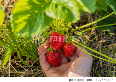 A hand gently picks fresh, ripe strawberries nestled among green leaves, showcasing their juicy red hue in the summer sunlight 127667782