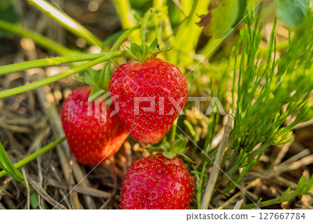 Juicy, ripe strawberries hang gracefully amidst vibrant greenery, basking in sunlight while showcasing their natural sweetness and freshness 127667784