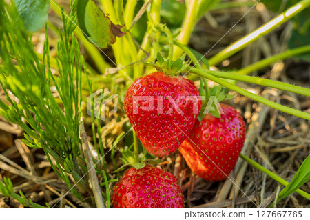 Plump strawberries dangle from lush green stems, reflecting their juicy freshness in a sun-kissed garden, ready for harvest 127667785