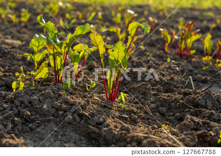 Vibrant beetroot plants emerge from fertile earth, soaking up the golden rays of the sun in a verdant farming landscape at dusk Vibrant beetroot plants emerge from fertile earth, soaking up the golden rays of the sun in a verdant farming landscape at dusk 127667788