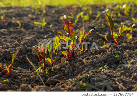 Young beet plants sprout in rich soil under the warm sunlight, showcasing the beauty of sustainable agriculture in action Young beet plants sprout in rich soil under the warm sunlight, showcasing the beauty of sustainable agriculture in action 127667794