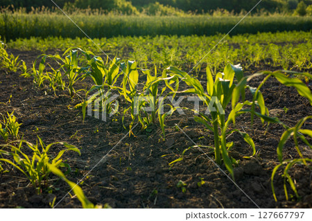 Young corn sprouts emerge from rich soil, basking in warm sunlight amidst surrounding greenery that hints at a bountiful harvest 127667797