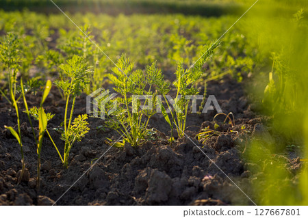 Beneath the soft glow of dawn, young carrot greens emerge from rich, dark soil, promising a bountiful harvest in the nearby vegetable patch 127667801