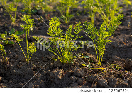 Fresh, lively carrot plants thrive in fertile earth, basking in the nourishing glow of the sun during a beautiful morning in the garden Fresh, lively carrot plants thrive in fertile earth, basking in the nourishing glow of the sun during a beautiful morning in the garden 127667804