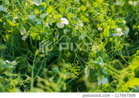 Clusters of green pea pods and delicate white flowers thrive among lush greenery in a sunny garden, showcasing nature's bounty Clusters of green pea pods and delicate white flowers thrive among lush greenery in a sunny garden, showcasing nature's bounty 127667806