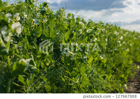 Pea plants with delicate white flowers thrive in a lush green field on a sunny day, showcasing healthy growth in nature 127667808