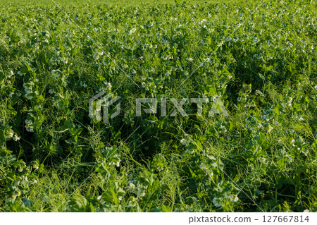 Vibrant green pea plants covered in delicate white flowers flourish in a sunny field under bright skies, showcasing healthy growth Vibrant green pea plants covered in delicate white flowers flourish in a sunny field under bright skies, showcasing healthy growth 127667814