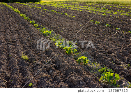 Rows of young pumpkin plants thrive in a freshly plowed field with rich soil and green foliage, set against a bright blue sky Rows of young pumpkin plants thrive in a freshly plowed field with rich soil and green foliage, set against a bright blue sky 127667815