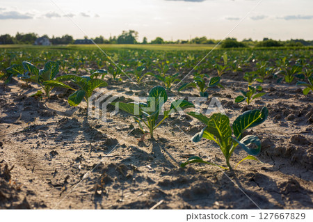 Cabbage plants sprout from sandy soil in a farm field, basking in sunlight, highlighting the beginnings of the crop's growth 127667829
