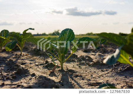 Cabbage plants sprout from rich soil in a farm field, thriving under the warm sunlight and clear skies 127667830