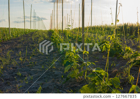 Bean plants line the rows of a field, growing towards the sun while being supported by wooden stakes 127667835