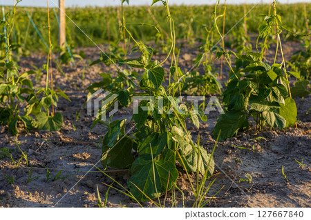 Healthy green bean plants thrive in a farm field surrounded by rows of vegetation in the soft light of evening Healthy green bean plants thrive in a farm field surrounded by rows of vegetation in the soft light of evening 127667840
