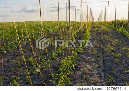 Bush bean plants thrive in well-organized rows, supported by stakes against a backdrop of a vibrant sky during golden hour 127667844