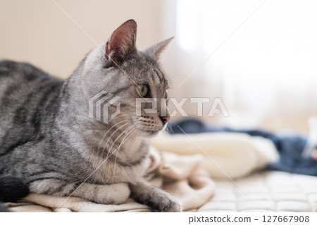 Relaxing cat, Sabatra cat 127667908