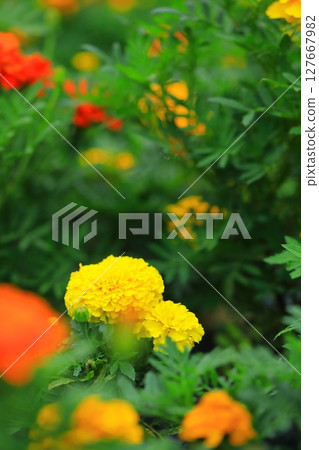 五顏六色的萬壽菊 127667982