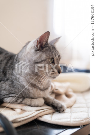 Relaxing cat, Sabatra cat Relaxing cat, Sabatra cat 127668194