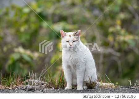 Sitting calico cat 127668196