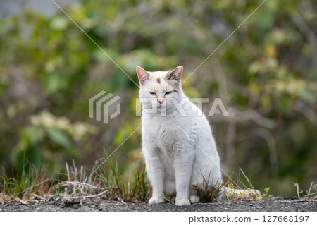 Sitting calico cat Sitting calico cat 127668197
