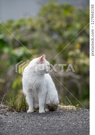 Sitting calico cat Sitting calico cat 127668198