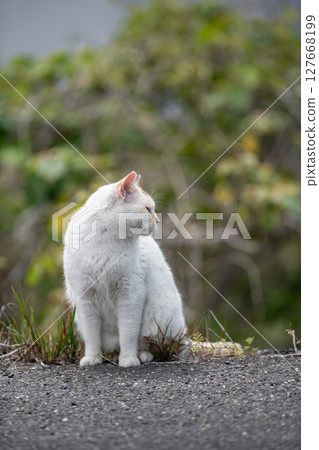 Sitting calico cat 127668199