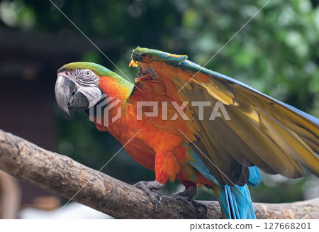 Macaw spreading its wings Macaw spreading its wings 127668201
