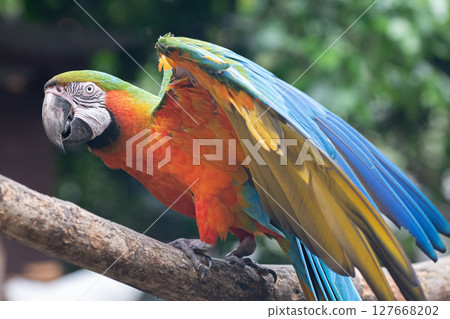 Macaw spreading its wings Macaw spreading its wings 127668202