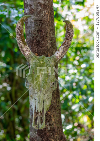 Very old and mossy bison skull Very old and mossy bison skull 127668247