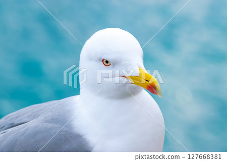 Seagull portrait 127668381