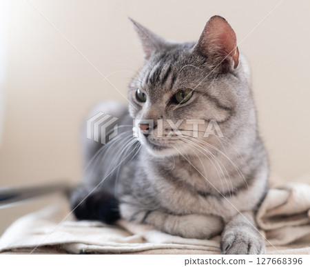Relaxing cat, Sabatra cat Relaxing cat, Sabatra cat 127668396