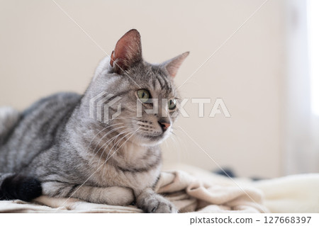 Relaxing cat, Sabatra cat Relaxing cat, Sabatra cat 127668397