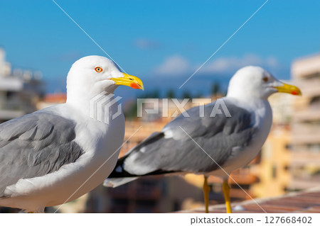 Seagull portrait 127668402