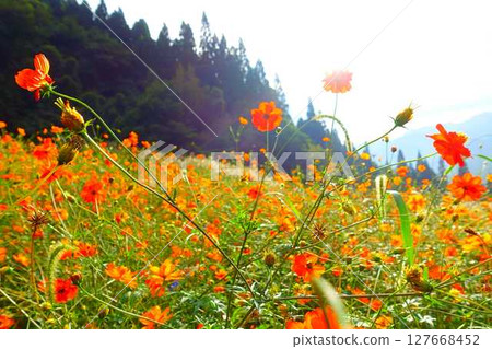 Cosmos in full bloom, Autumn cherry blossoms, Cosmosberg, Omoshiroyama Plateau Cosmos in full bloom, Autumn cherry blossoms, Cosmosberg, Omoshiroyama Plateau 127668452