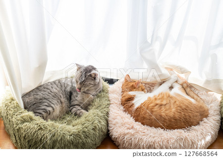A cat relaxing at the window 127668564