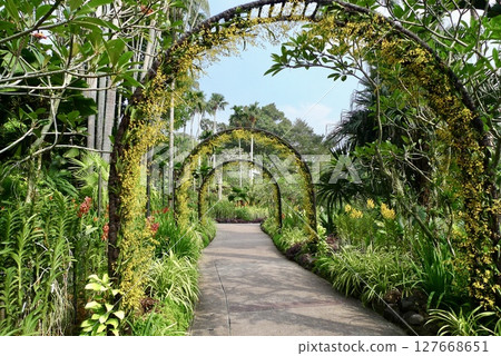 植物園裡美麗的拱門 植物園裡美麗的拱門 127668651