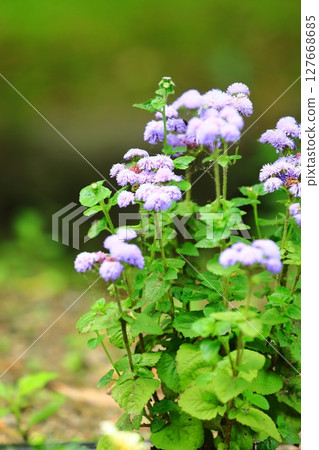 A quietly blooming ageratum 127668685