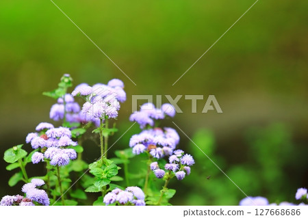 A quietly blooming ageratum 127668686