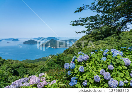 紫陽花盛開的紫陽花山景色 127668820