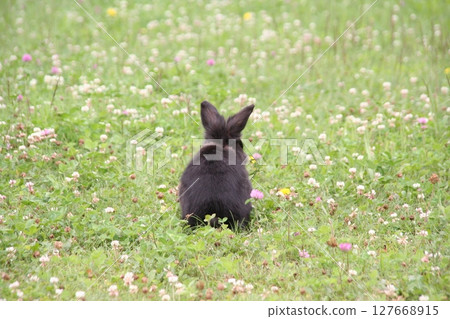 Black rabbit standing on the grass 127668915
