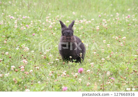 黑兔站在草地上 黑兔站在草地上 127668916