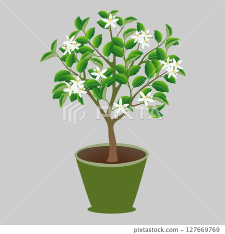 Blooming lemon tree in a pot on gray background. Blooming lemon tree in a pot on gray background. 127669769