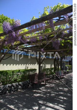Wisteria trellis in Numabe Wisteria trellis in Numabe 127670189