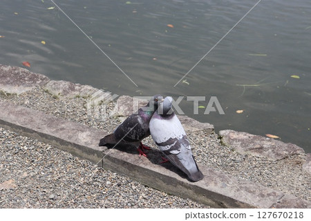 Adorable pigeons Adorable pigeons 127670218